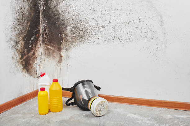 Best Toxic Mold Removal  in Santa Fe Springs, CA