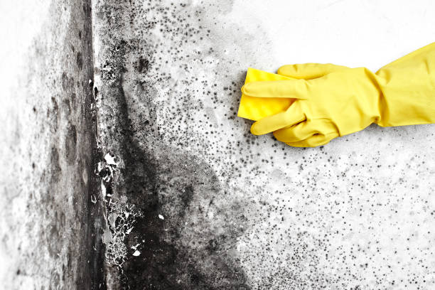 Best Residential Mold Removal  in Santa Fe Springs, CA