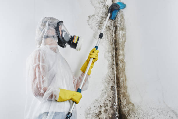 Best Mold Cleaning Services  in Santa Fe Springs, CA