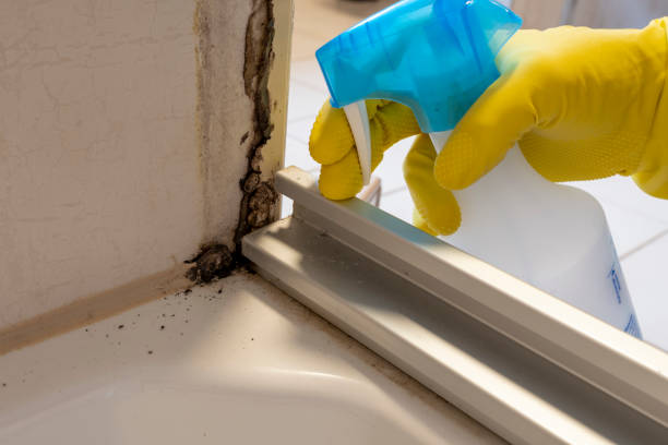 Best Attic Mold Removal  in Santa Fe Springs, CA