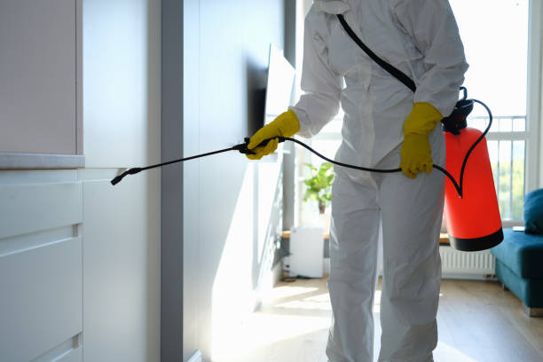 Best Mold Removal Company Near Me  in Santa Fe Springs, CA