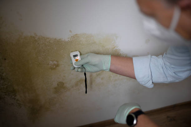 Best Fast Mold Removal  in Santa Fe Springs, CA