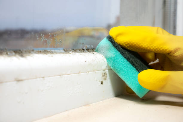 Reliable Santa Fe Springs, CA Mold Removal Solutions