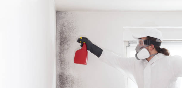 Best Professional Mold Removal  in Santa Fe Springs, CA