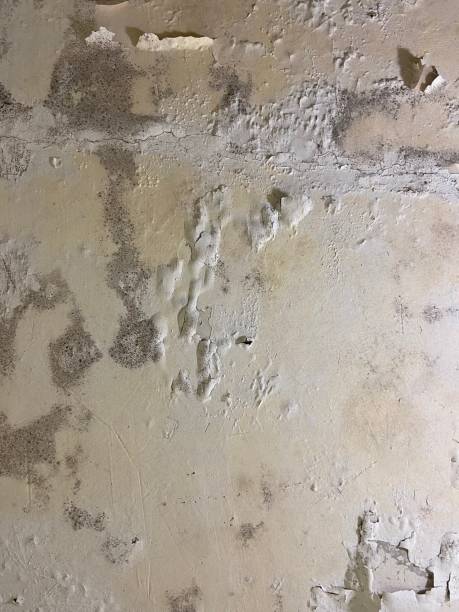 Best Home Mold Removal  in Santa Fe Springs, CA