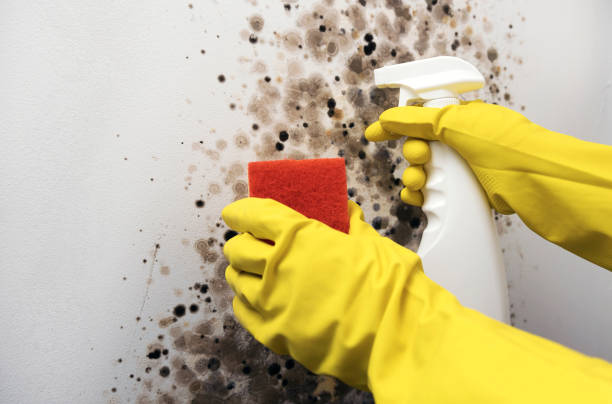 Best Emergency Mold Removal  in Santa Fe Springs, CA
