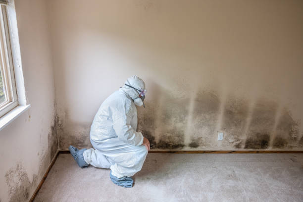  Santa Fe Springs, CA Mold Removal Pros