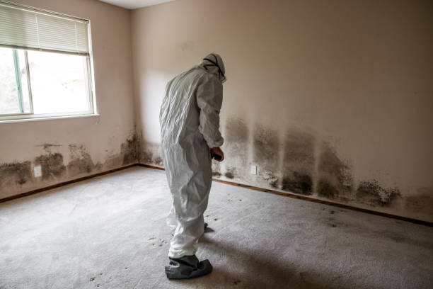Best Black Mold Removal  in Santa Fe Springs, CA
