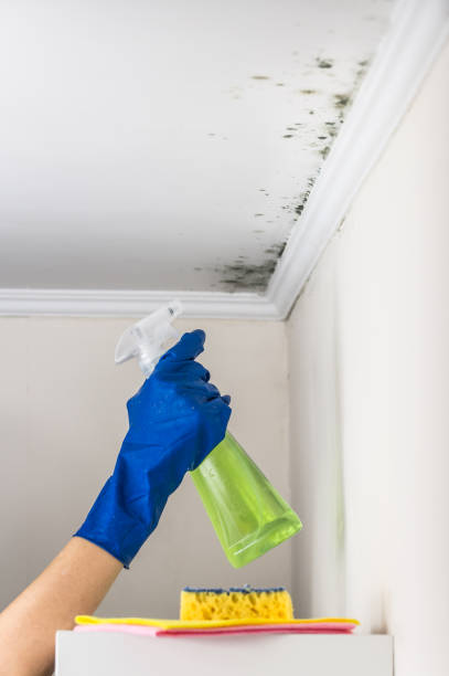 Best Commercial Mold Removal  in Santa Fe Springs, CA