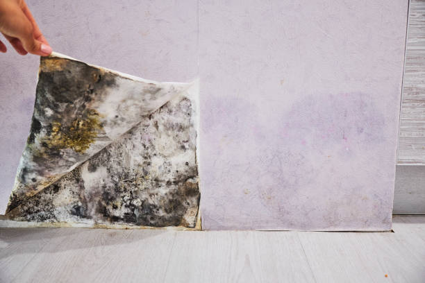 Santa Fe Springs, CA Mold Removal Company